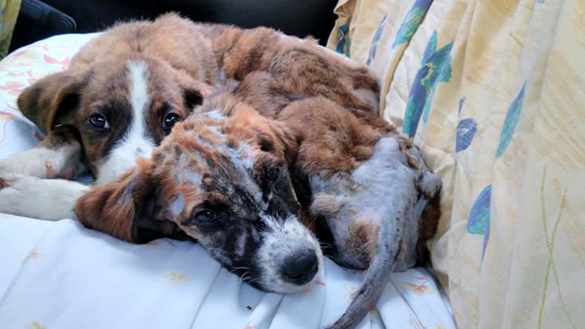 UZNEMIRUJUĆE SNIMKE Kod Slavonskog Broda pronašli štence pune crvi